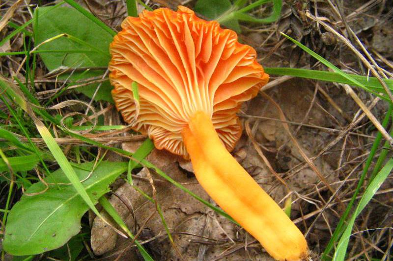 Hygrocybe cantharellus/